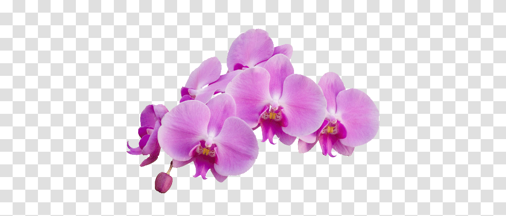 Orchid Purple Dandelions And Orchids Resilience, Plant, Flower, Blossom, Geranium Transparent Png
