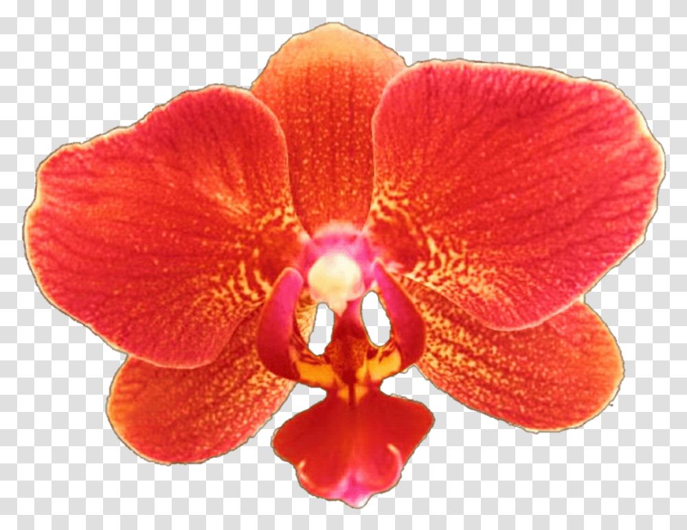 Orchid Red Red Orchids, Plant, Flower, Blossom, Petal Transparent Png