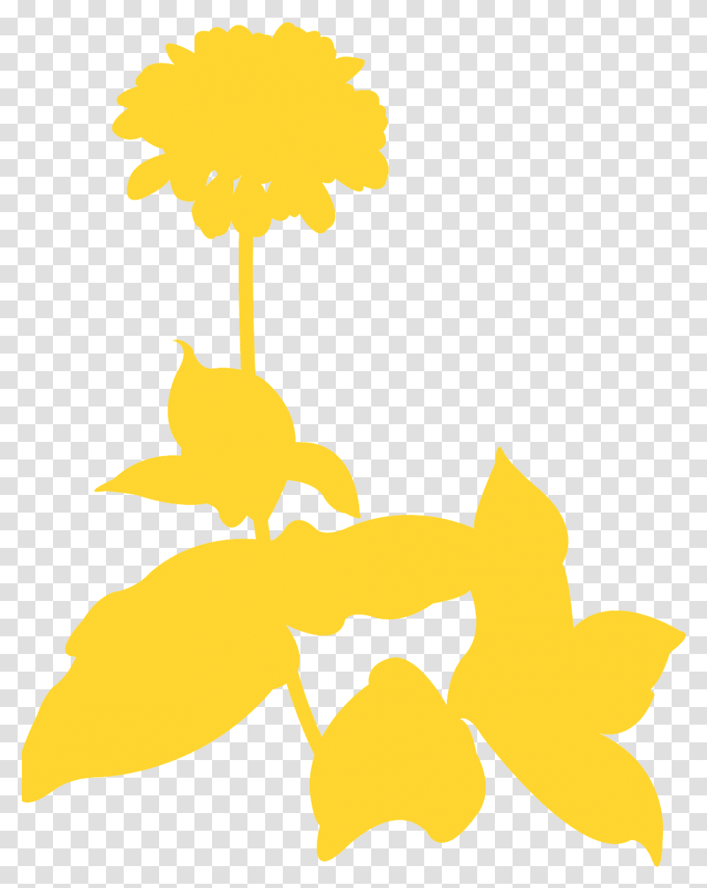 Orchid, Silhouette, Plant, Daffodil Transparent Png