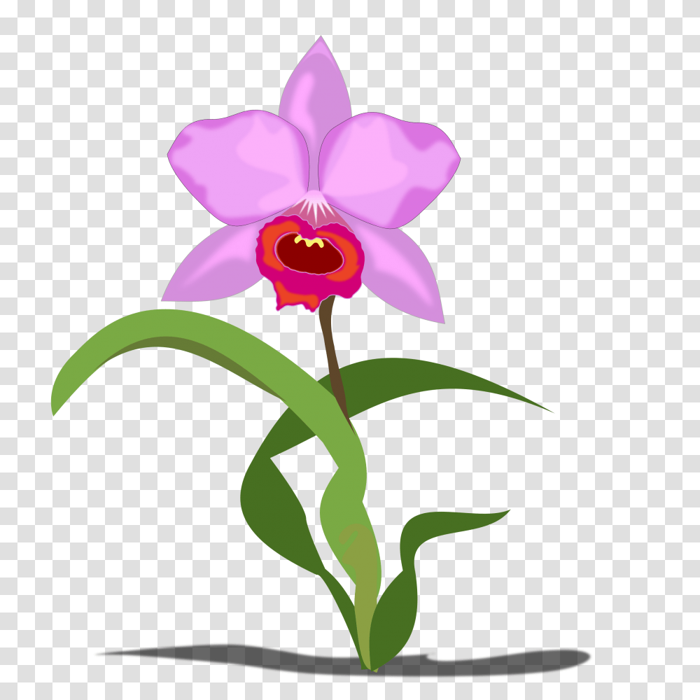 Orchid Species Clipart, Plant, Flower, Blossom Transparent Png