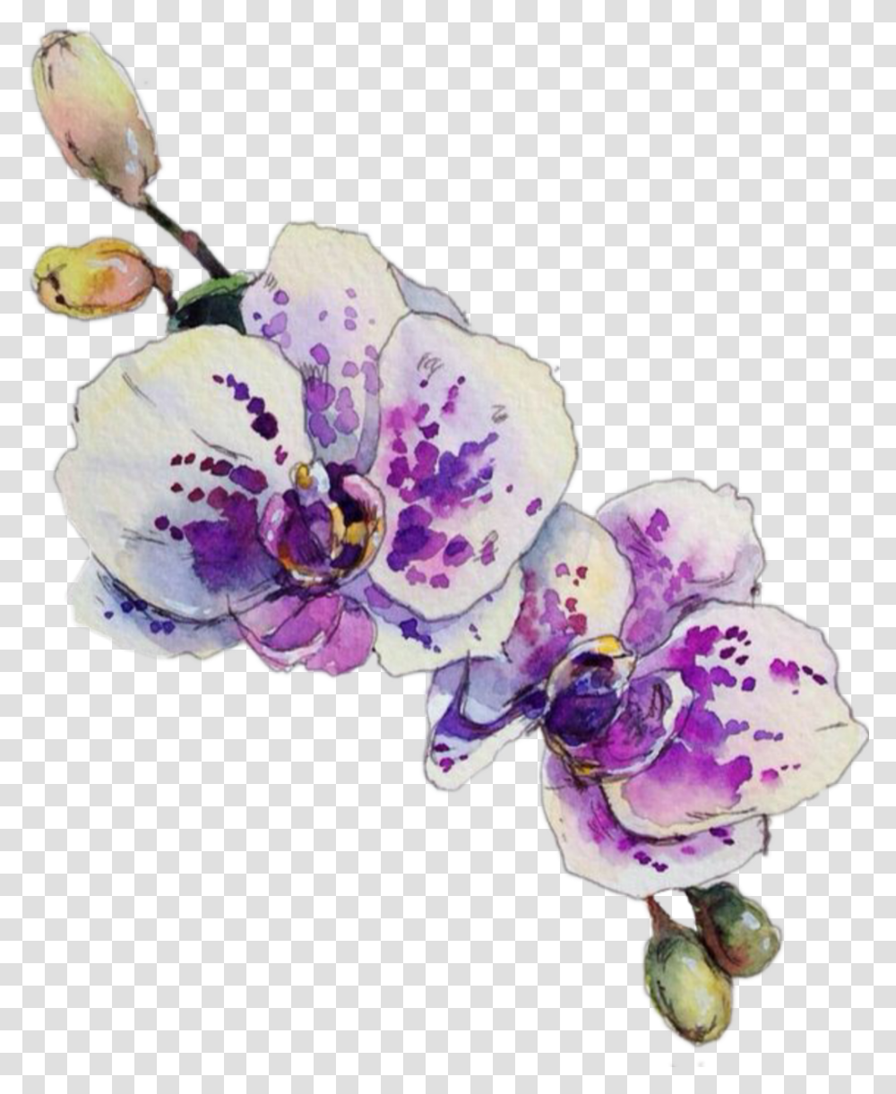 Orchid Watercolor Orchid Sketch, Plant, Flower, Blossom, Rose Transparent Png