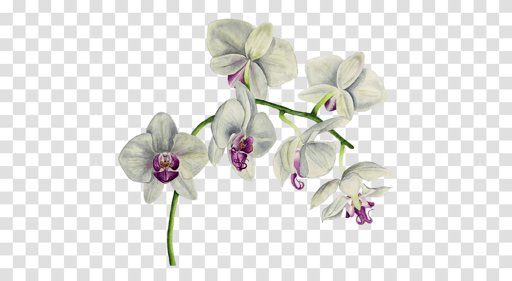 Orchid Watercolor Painting Carry All Pouch Orchid Flower Watercolor, Plant, Blossom, Acanthaceae, Geranium Transparent Png