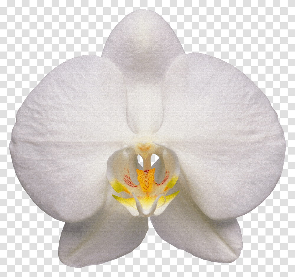 Orchid White Orchid Flower White Orchid Flower Transparent Png