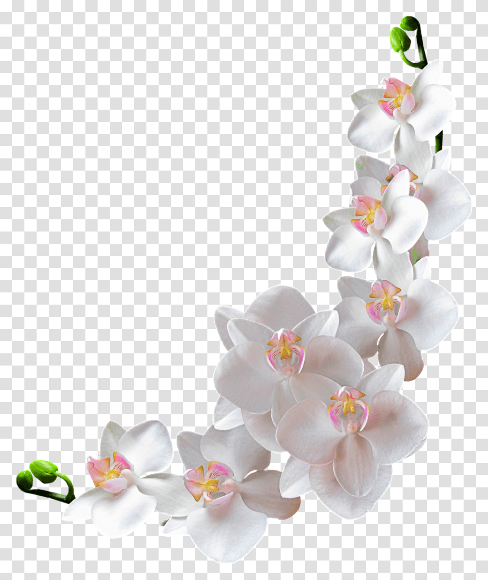 Orchide Blanche Tube Fleur White Flower Background Orchid Flowers, Plant, Blossom, Flower Arrangement, Wedding Cake Transparent Png