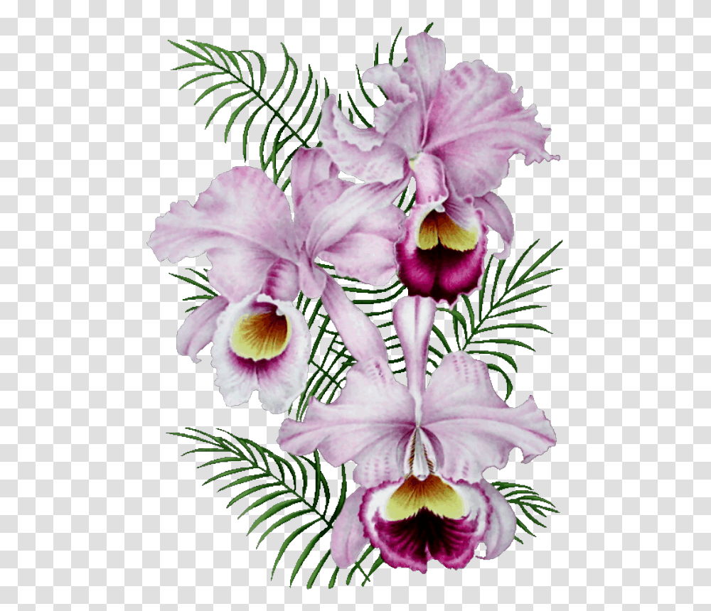 Orchide Gif, Plant, Flower, Blossom, Iris Transparent Png