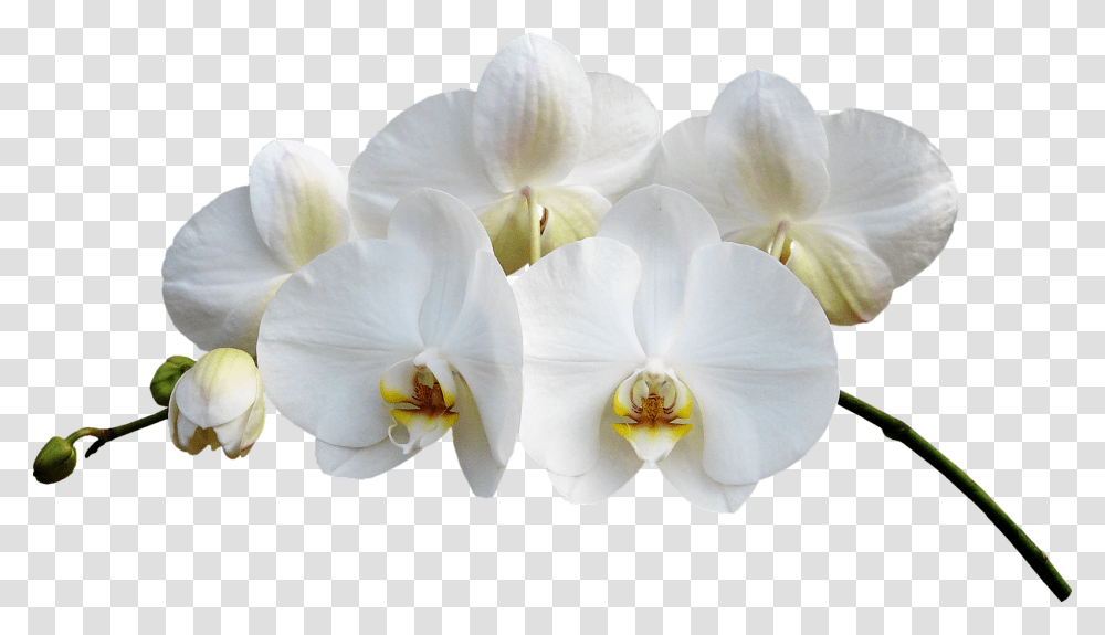 Orchide, Plant, Flower, Blossom, Geranium Transparent Png