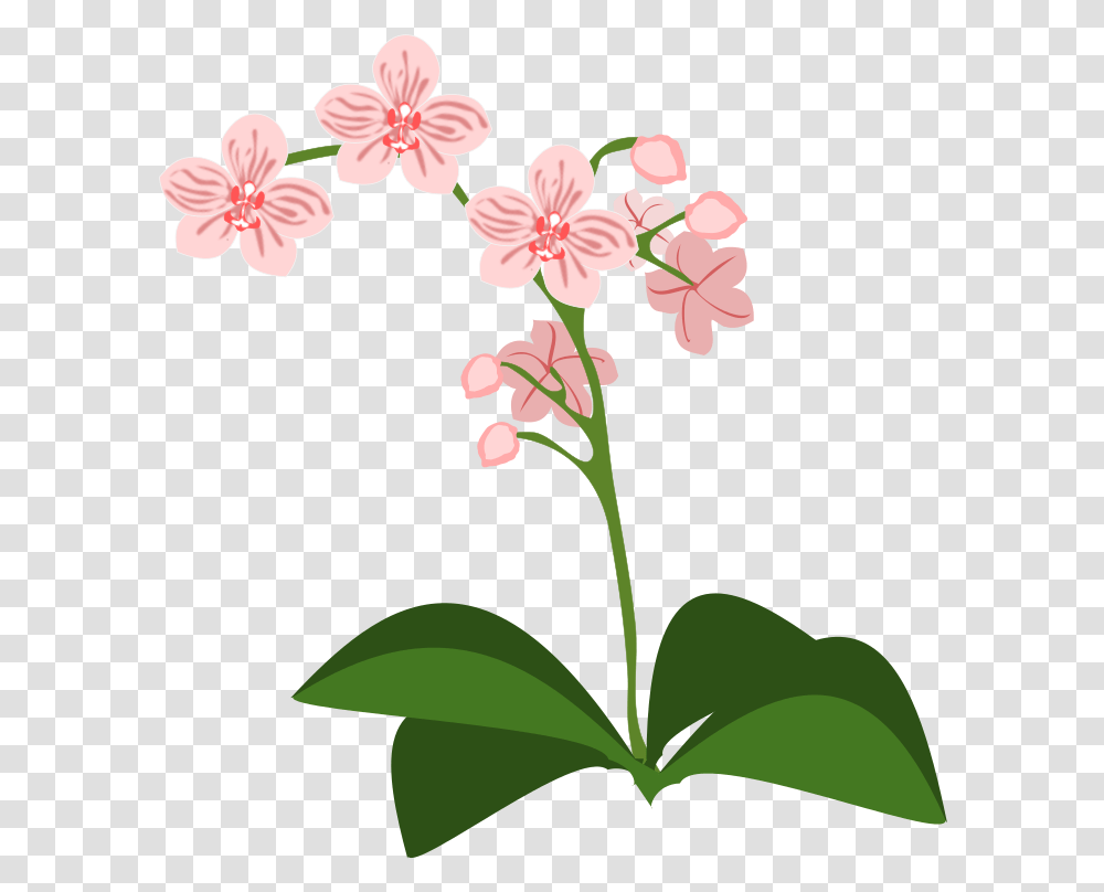 Orchidee Clipart, Plant, Flower, Blossom, Hibiscus Transparent Png
