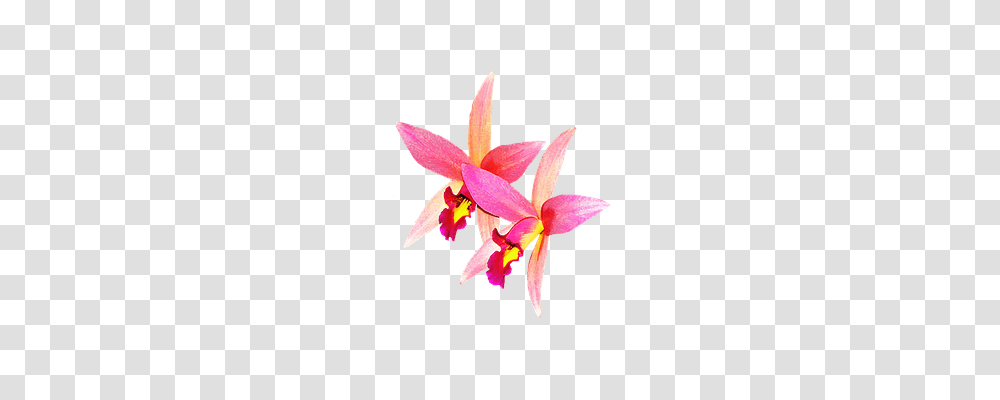 Orchids Nature, Plant, Flower, Blossom Transparent Png