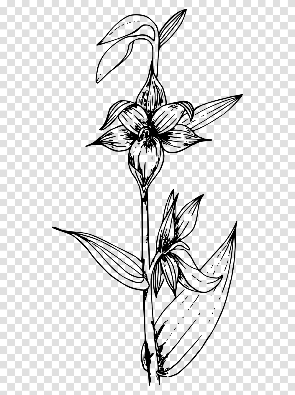 Orchids Black And White, Gray, World Of Warcraft Transparent Png