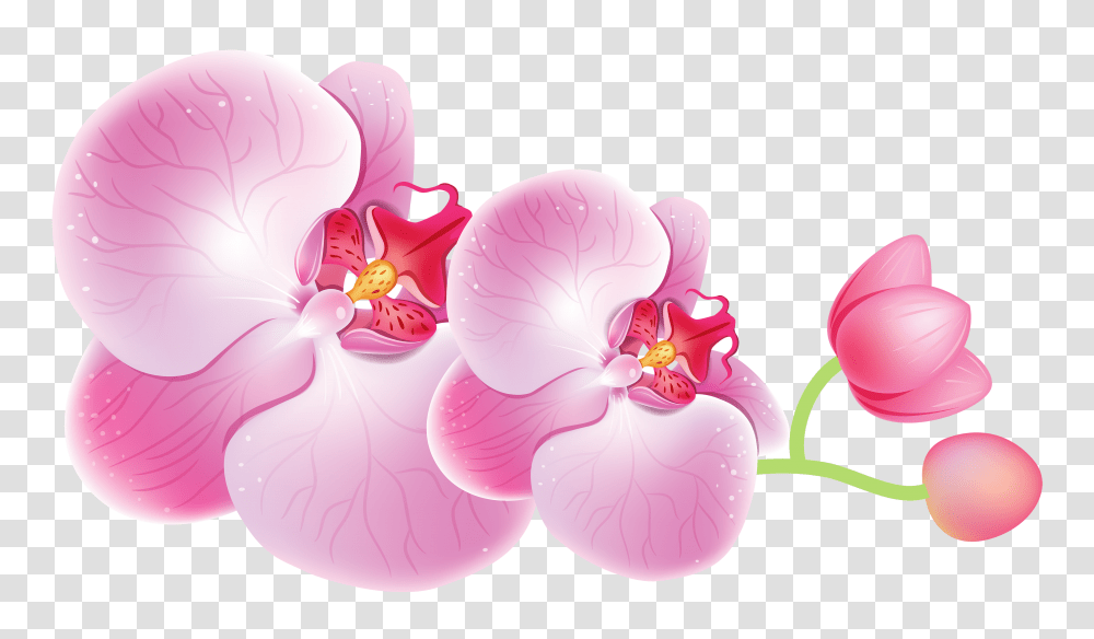 Orchids Clipart, Plant, Flower, Blossom, Petal Transparent Png
