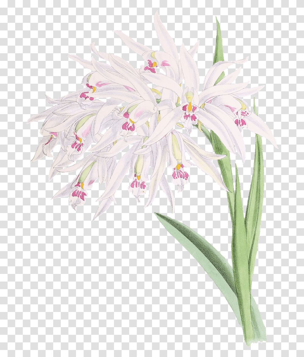 Orchids Drawing Orchids, Plant, Flower, Blossom, Petal Transparent Png