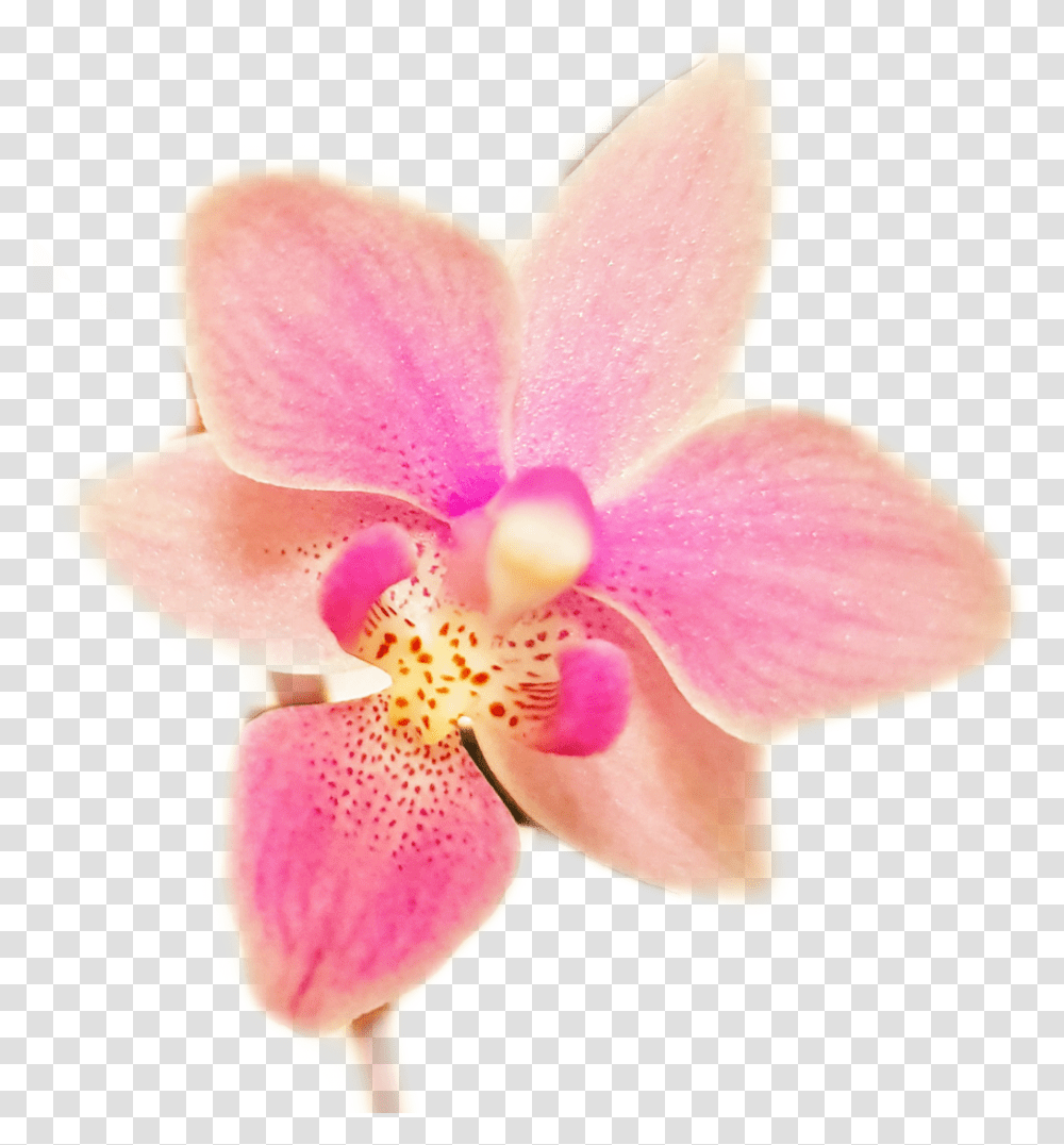 Orchids Flower Sticker Orchids Of The Philippines Phalaenopsis Equestris, Plant, Blossom, Petal, Pollen Transparent Png