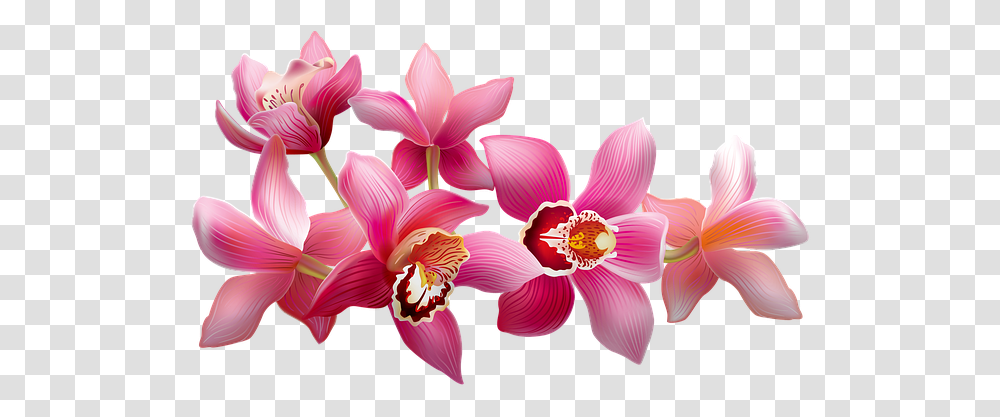 Orchids Flowering Pink Free Image On Pixabay Moth Orchids, Plant, Blossom, Dahlia, Petal Transparent Png