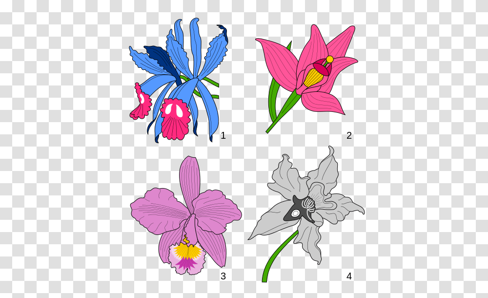 Orchids Heraldry, Plant, Flower, Blossom Transparent Png