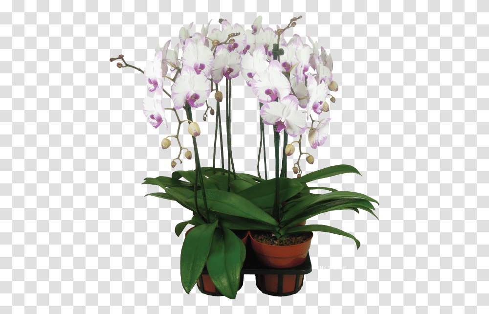 Orchids Moth Orchid, Plant, Flower, Blossom, Flower Arrangement Transparent Png