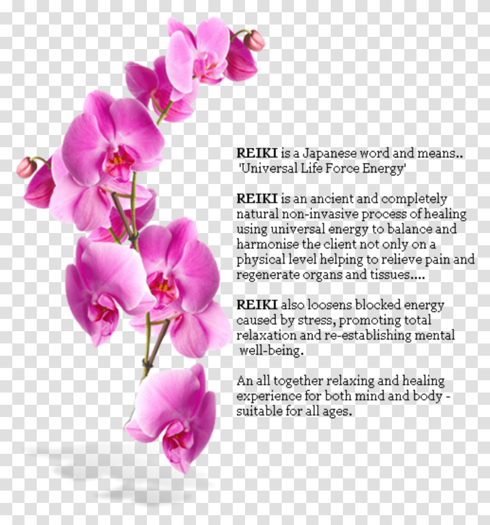 Orchids Mural, Plant, Flower, Blossom, Geranium Transparent Png