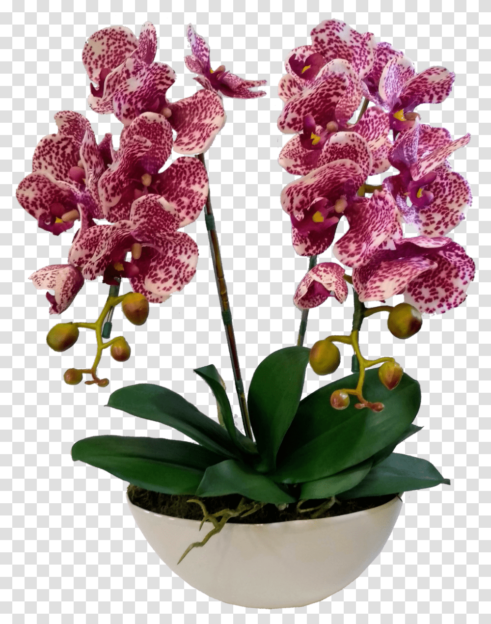 Orchids Of The Philippines, Plant, Flower, Blossom, Flower Arrangement Transparent Png