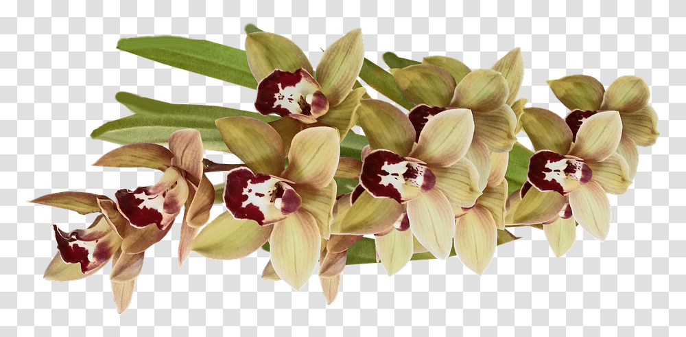 Orchids Of The Philippines, Plant, Flower, Blossom, Petal Transparent Png