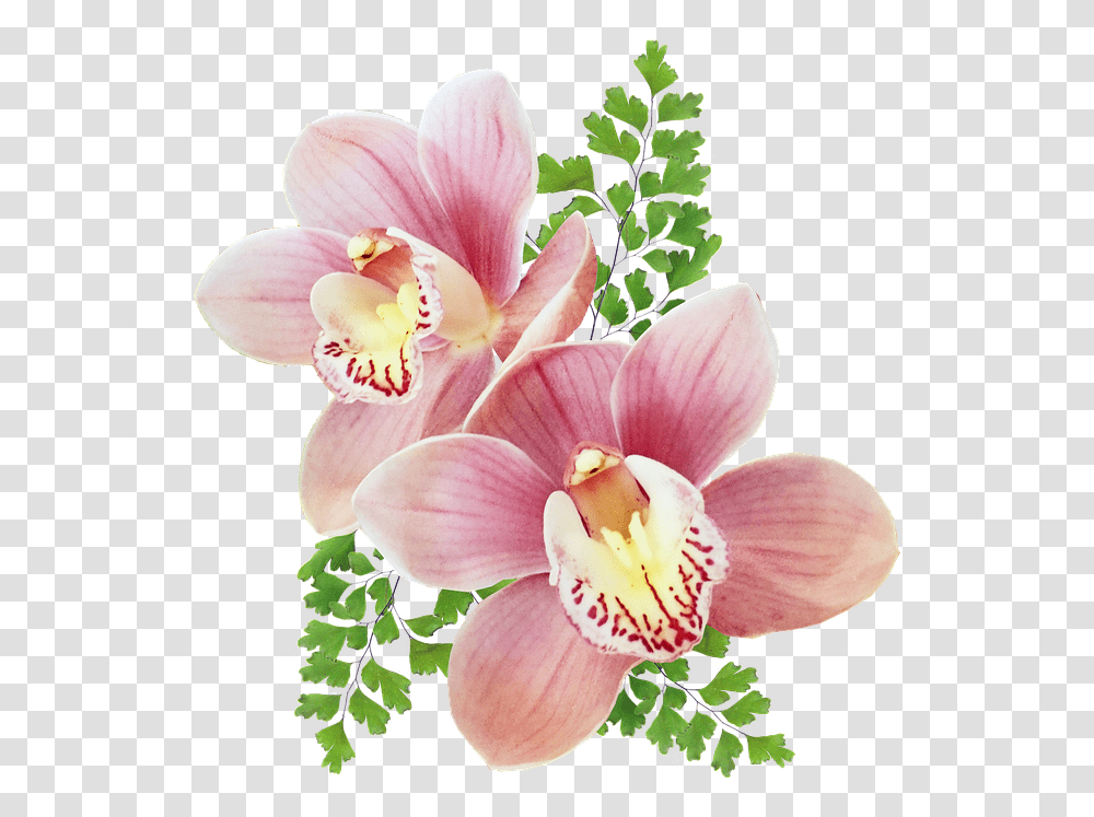 Orchids Of The Philippines, Plant, Flower, Blossom Transparent Png