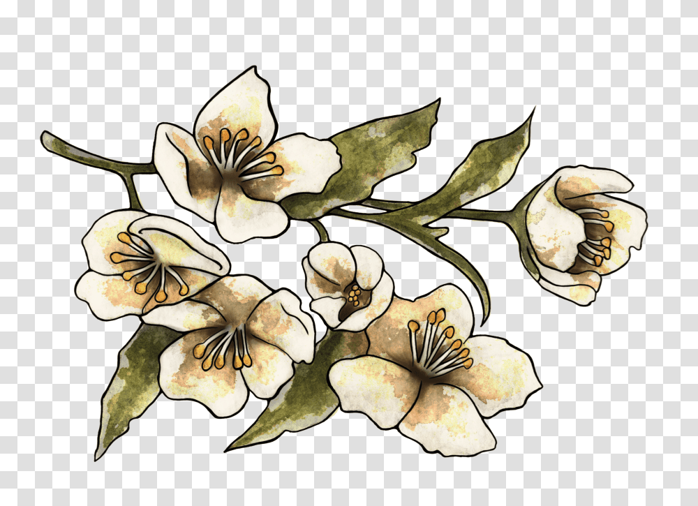Orchids Of The Philippines Transparent Png