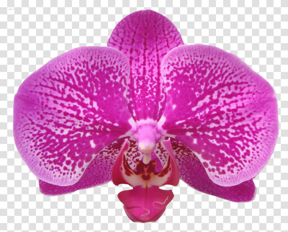 Orchids Orchids Of The Philippines, Plant, Flower, Blossom, Anemone Transparent Png