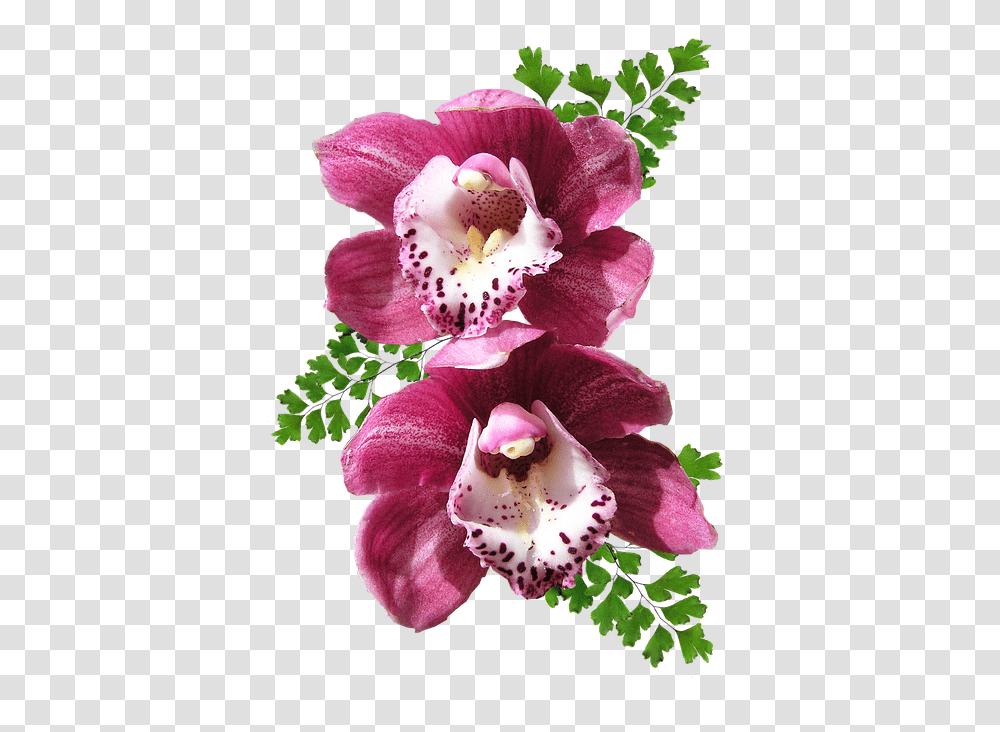 Orchids Pink Maiden Hair Fern Orchid Flowers, Plant, Blossom, Rose, Foxglove Transparent Png