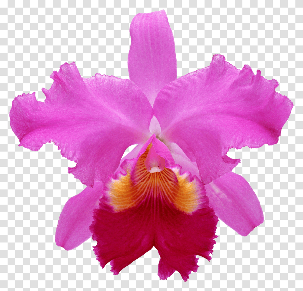Orchids Pink Orchid Orchids Cattleya Red Transparent Png