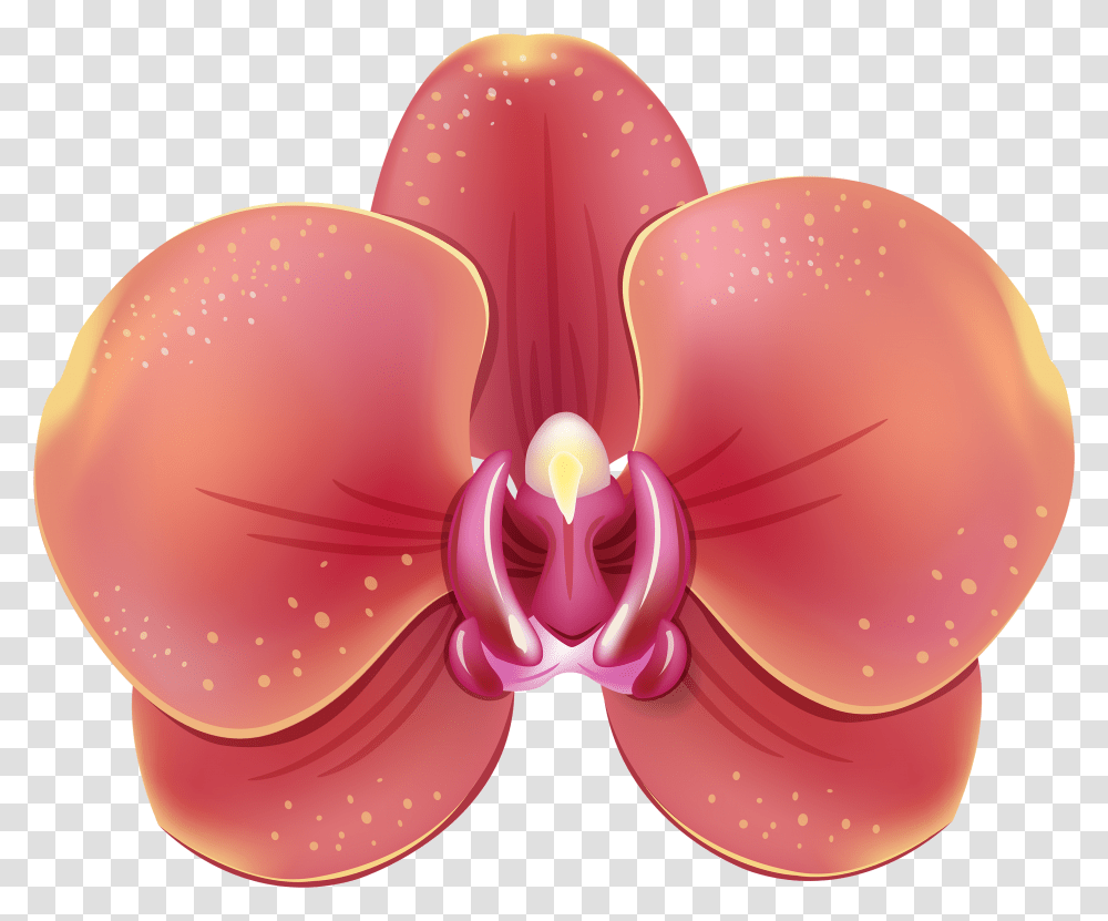 Orchids, Plant, Flower, Blossom, Balloon Transparent Png