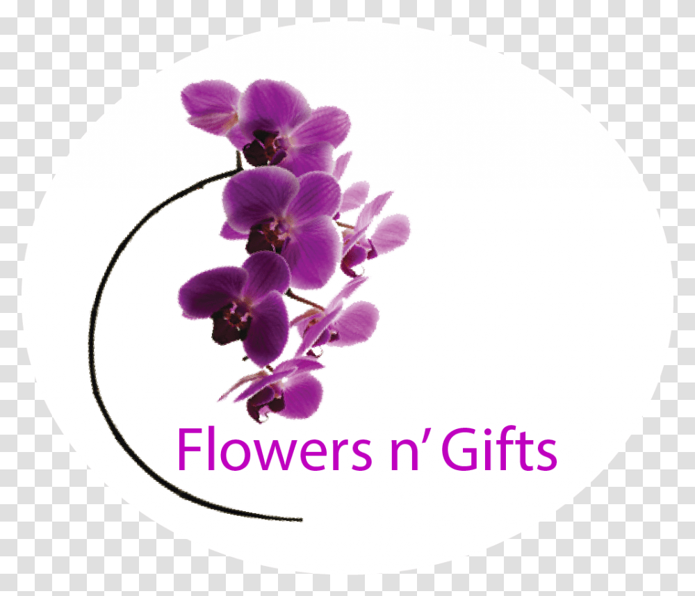Orchids, Plant, Flower, Blossom, Honey Bee Transparent Png