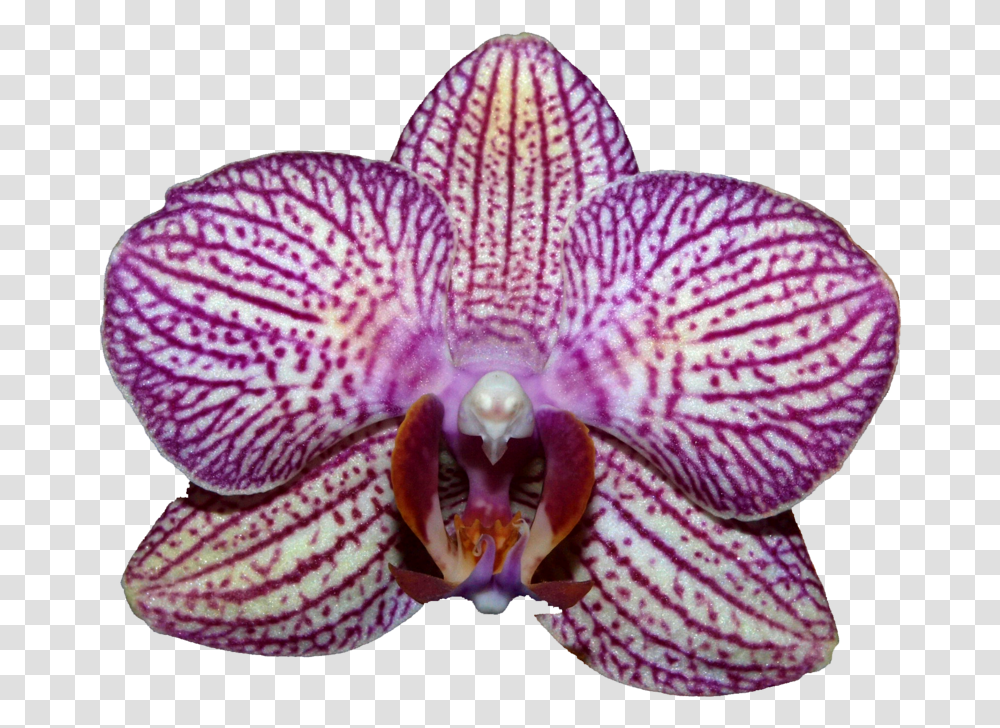 Orchids, Plant, Flower, Blossom, Petal Transparent Png