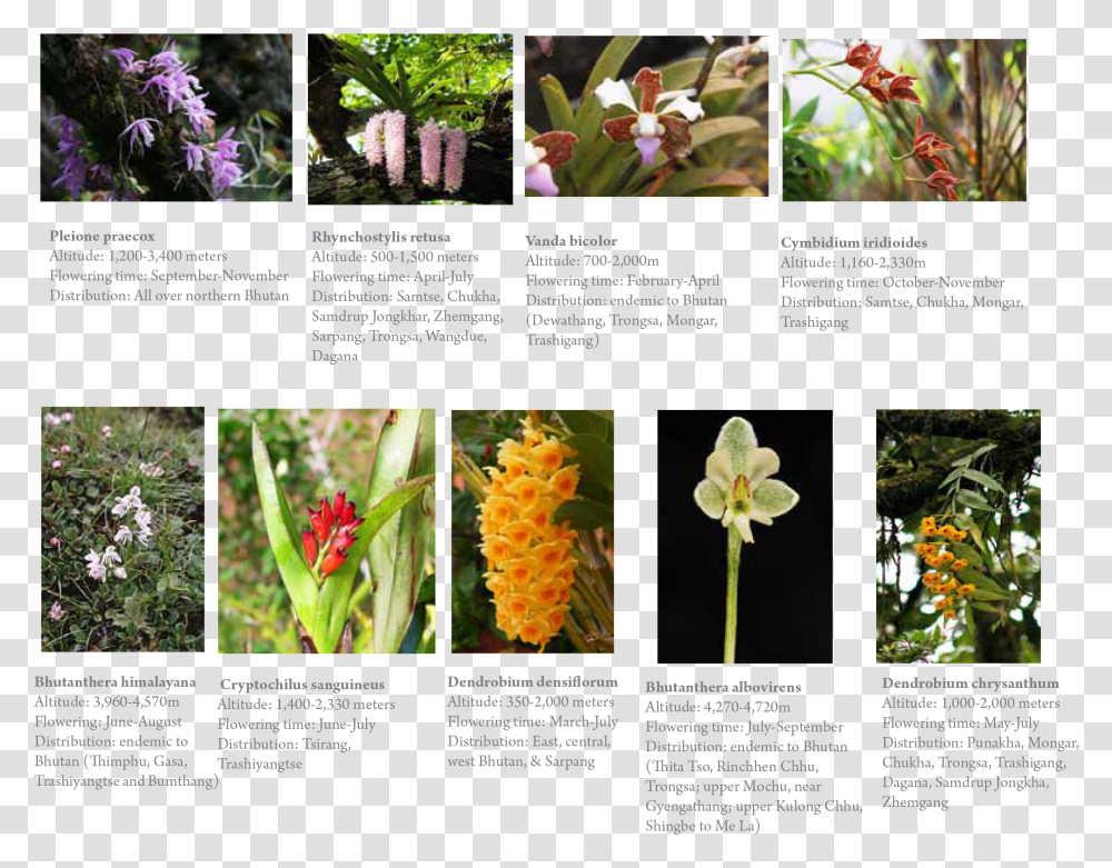 Orchids, Plant, Flower, Flyer, Poster Transparent Png