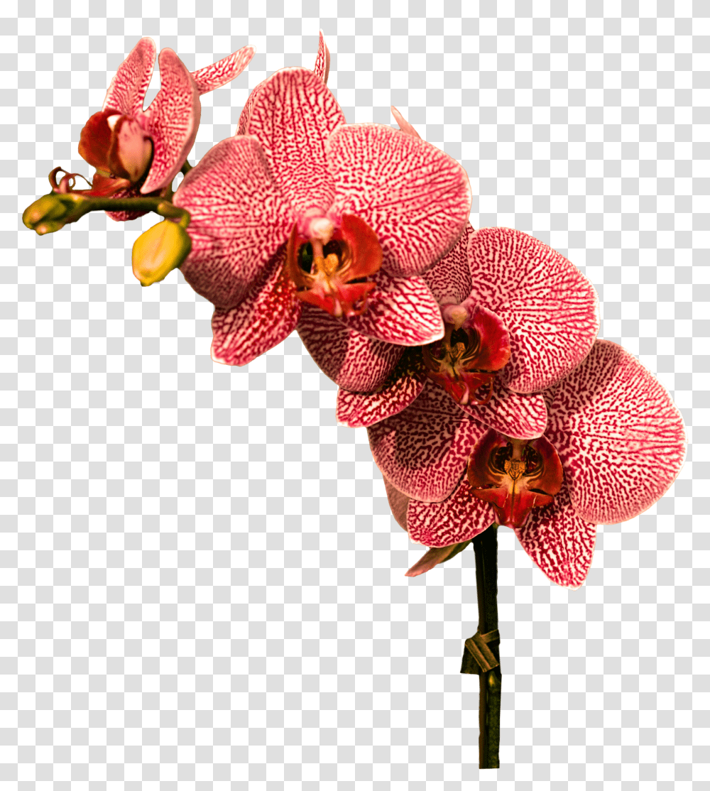 Orchids Red Orchid Flowers Transparent Png