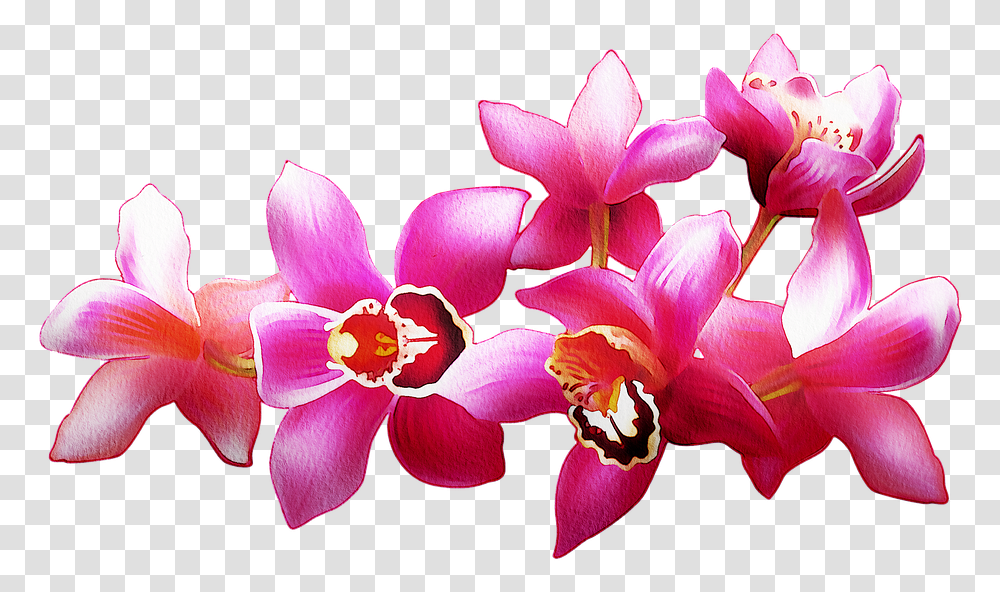 Orchids Watercolor Flowers Floral, Plant, Blossom, Petal, Pollen Transparent Png