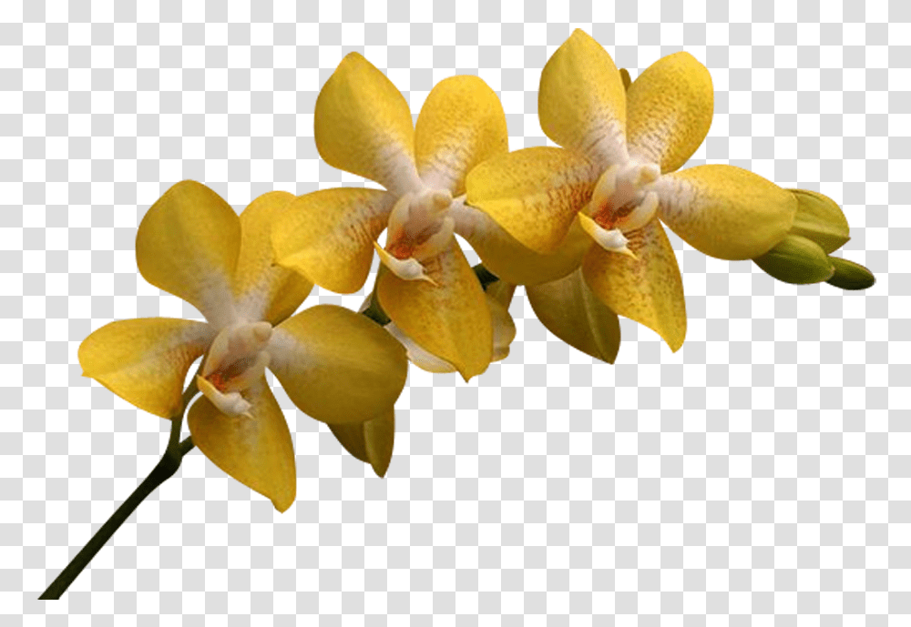 Orchids Yellow Orchid Flower, Plant, Blossom, Petal, Daffodil Transparent Png