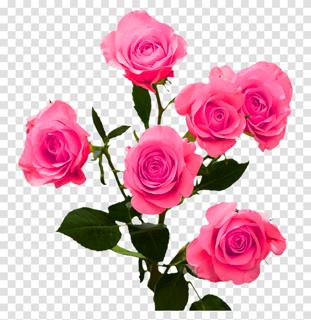 Order Hot Pink Spray Roses Garden Roses, Flower, Plant, Blossom Transparent Png