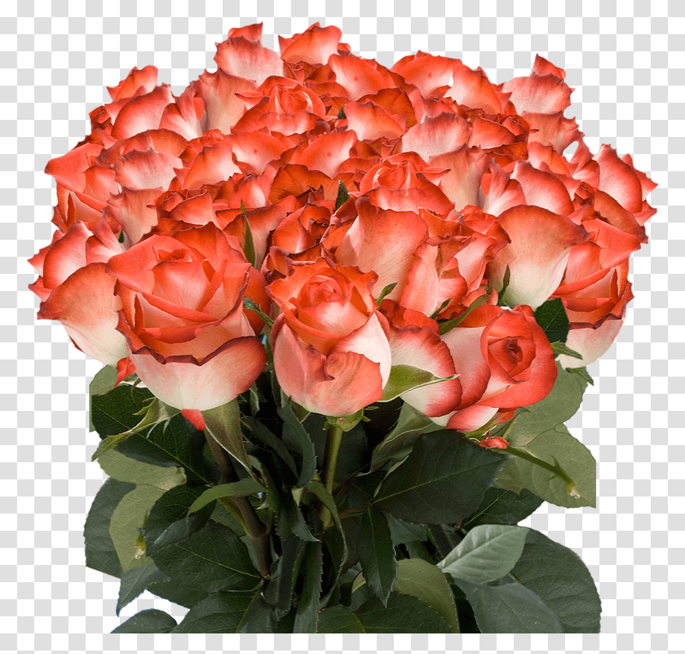 Order Long Stem White Roses With Dark Pink Tips Orange Colour Rose Flowers, Plant, Blossom, Flower Bouquet, Flower Arrangement Transparent Png