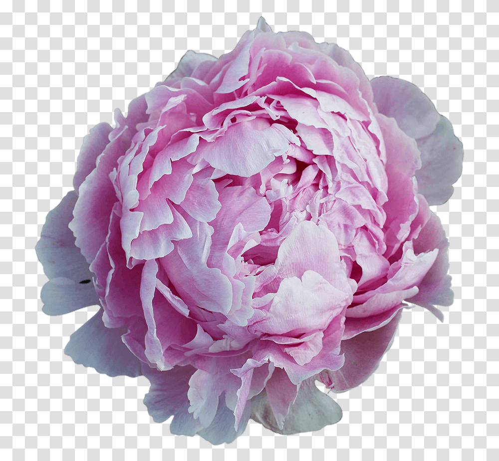 Order Peonies Common Peony, Plant, Rose, Flower, Blossom Transparent Png