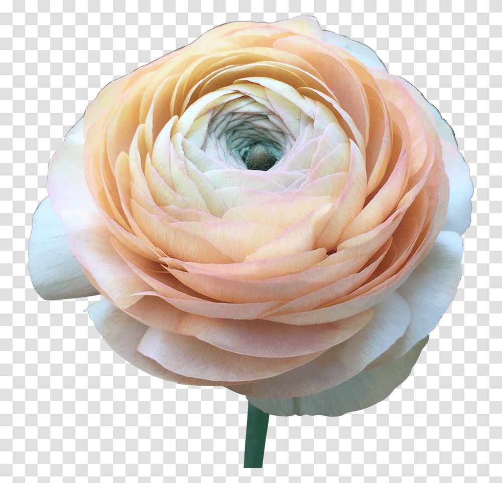 Order Ranunculus Peach Flower Delivery Persian Buttercup, Rose, Plant, Blossom, Dahlia Transparent Png