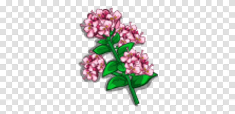 Oregano Farmville Wiki Fandom Rosa Glauca, Plant, Flower, Blossom, Lilac Transparent Png