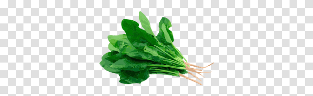 Oregano Herb Illustration Spinach, Plant, Vegetable, Food, Produce Transparent Png