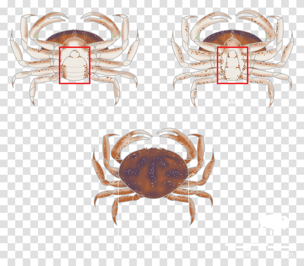 Oregon Crabbing Regulations, Seafood, Sea Life, Animal, King Crab Transparent Png