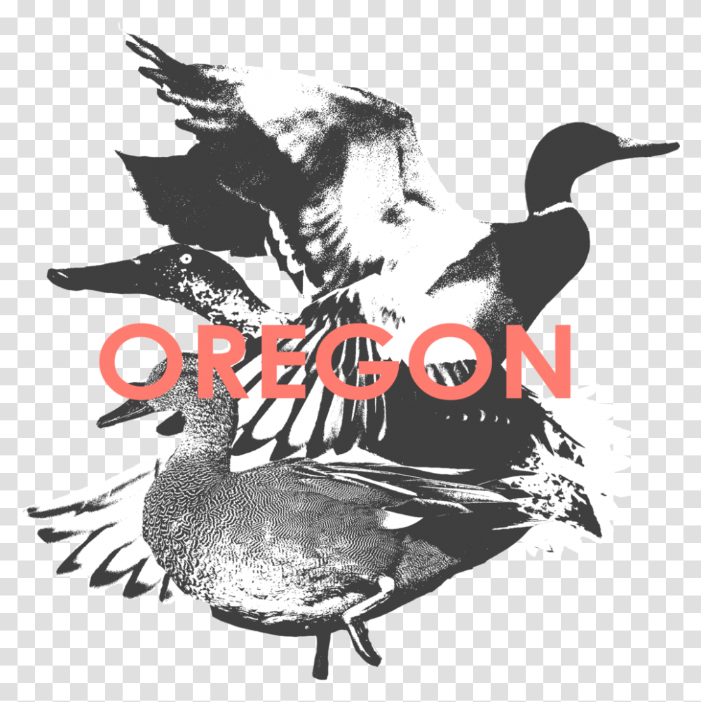 Oregon Ducks Turkey, Animal, Bird, Waterfowl, Goose Transparent Png