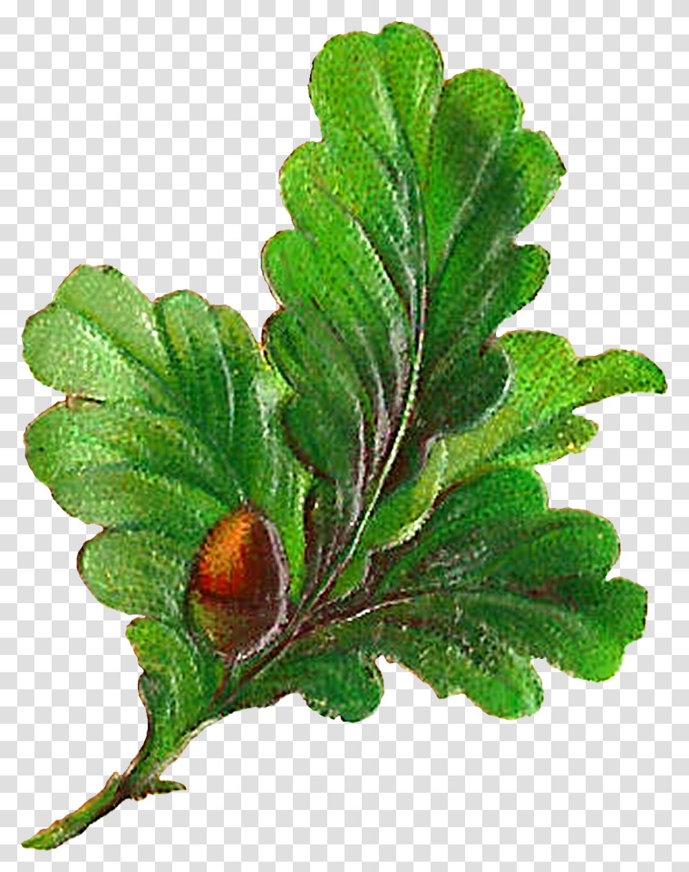 Oregon White Oak, Plant, Leaf, Produce, Food Transparent Png