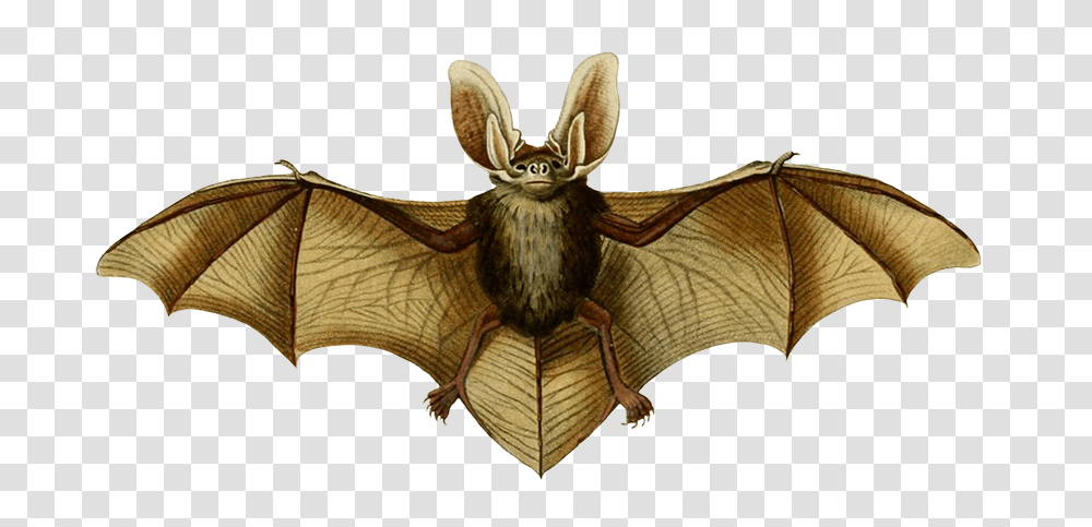 Oreillard Vulgare Clipart, Wildlife, Animal, Bat, Mammal Transparent Png