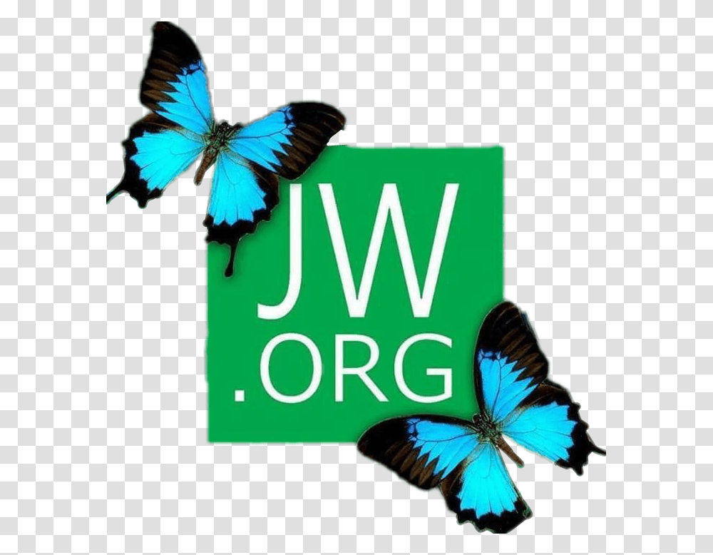 Org Jwlife Jehovahswitnesses Bestlifeever Fondos De Pantalla Jw Org, Butterfly, Insect, Invertebrate, Animal Transparent Png