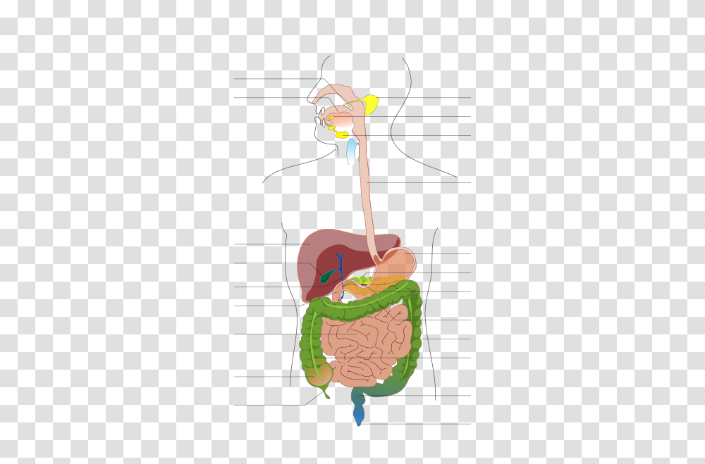 Organ System Diagram Unlabeled, Leisure Activities Transparent Png