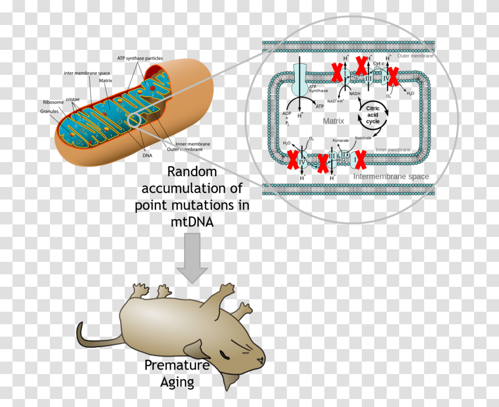 Organelle Breaks Down Food, Nature, Outdoors, Night, Astronomy Transparent Png