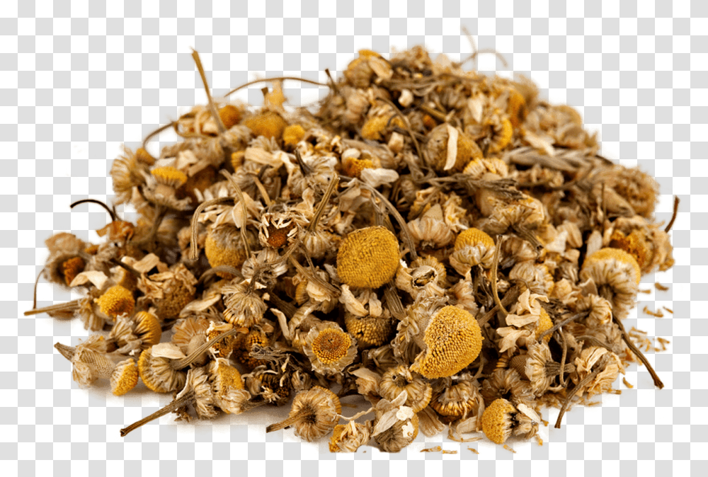 Organic Chamomile Seed, Plant, Honey Bee, Invertebrate, Animal Transparent Png