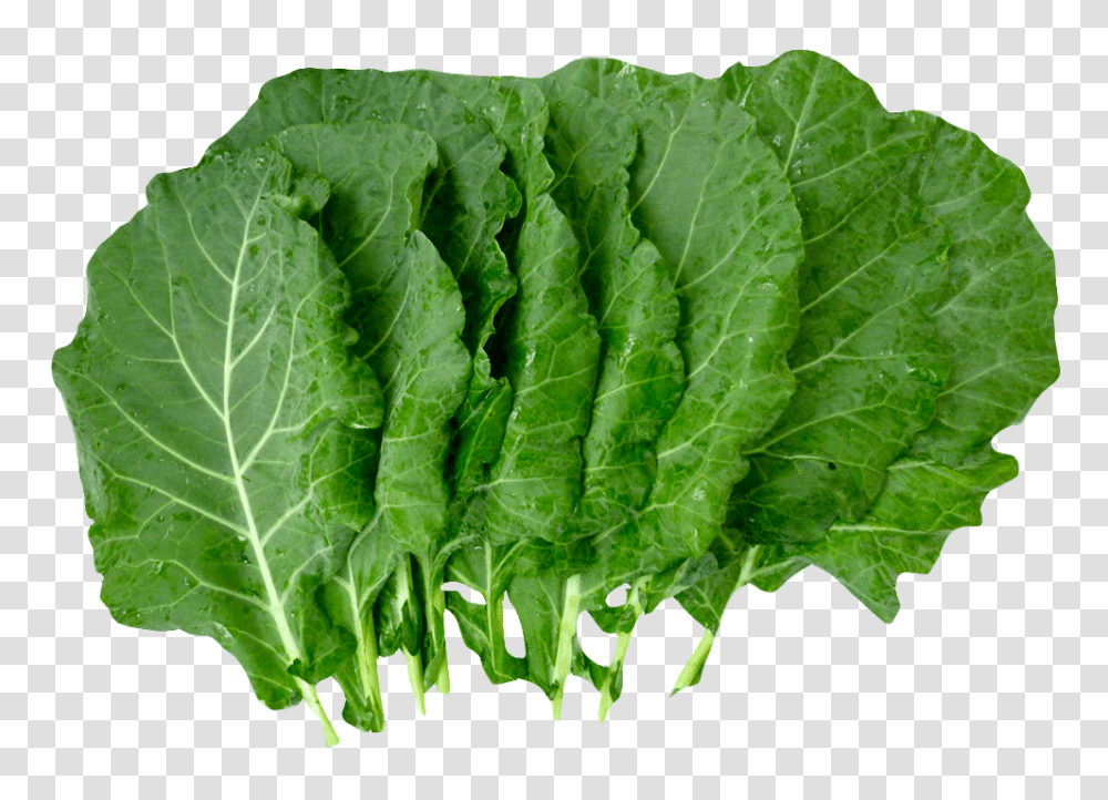 Organic Collard Greens Image, Vegetable, Plant, Kale, Cabbage Transparent Png