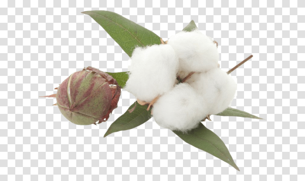 Organic Cotton File Download Free Cotton, Rose, Flower, Plant, Blossom Transparent Png